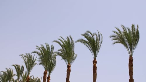 Palm Trees Bottom View on Blue Sky Background Tropical Coconut Palm Leaf Trees at Sunlight Beach on