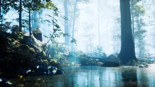 Forest with Pond and Mist with Sunrays