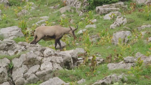 Primer plano de Chamois de pie y caminando por un prado en lo alto de las montañas. (4K)
