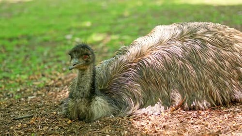 Australian Emu Bird Resting on Ground