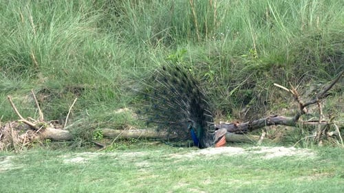 A peacock dancing in the late evening light in the Chitwan National Park in Nepal.