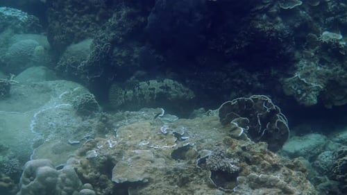 Camouflaged Fish Lies on Reef in Tropical Ocean