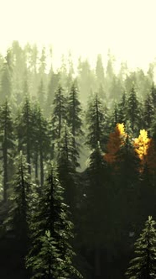 A Dense Forest with Towering Trees