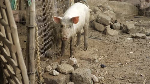 Seltsam fesselnd — Eine Reise in die Welt der Schweine