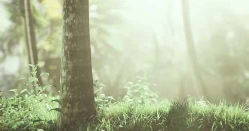 Sunlight Filters Through Trees in a Serene Forest Landscape