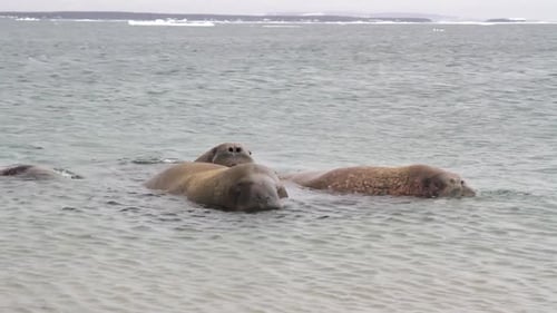 Walrus in the ocean