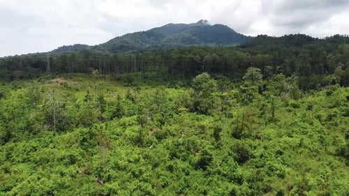 Aerial drone shot of forest on a sunny day. A village in Indonesia.