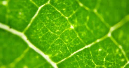 Cell Structure View of Leaf Surface Showing Plant Cells For Education. Leaf in Macro Shot Background