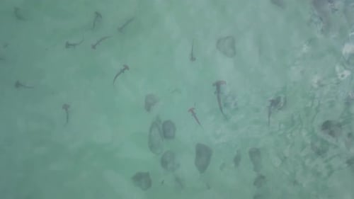 School of critically endangered Hammerhead sharks swimming in shallow waters. Drone view