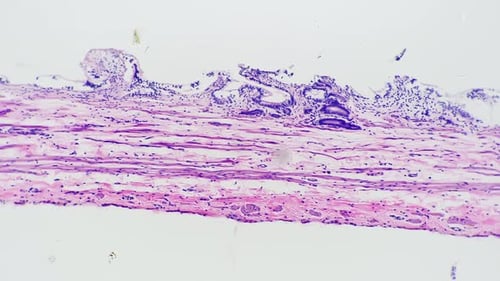 Microscopic View of Biological Cells and Tissue