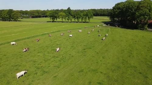 Drone shot of cows on a big pasture.