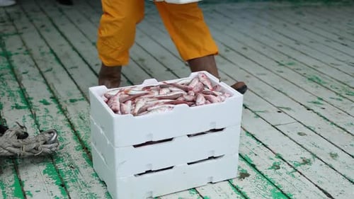 Fisherman walks forward and placed styrofoam container full of fish on harbor planks