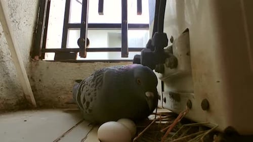 Chaque matin, je vois ça et ça fait du bien à ma journée. Un pigeon qui garde ses œufs sur mon balcon
.