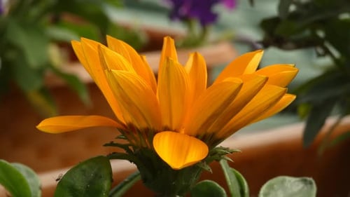 gazania linearis