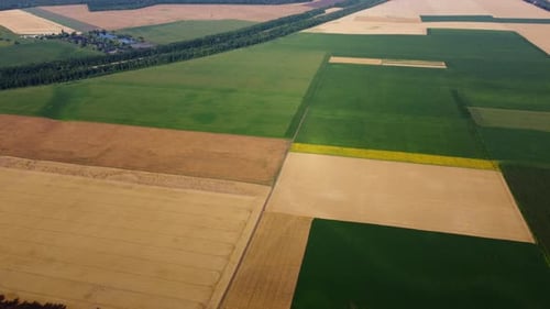 Agricultural Fields Field with Ripe Wheat and Other Different Agricultural Crops