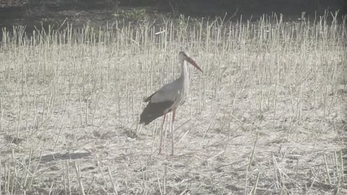 Une cigogne se tient debout sur le champ de colza récolté