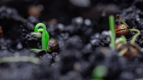 Sprouts Germination Newborn Plant