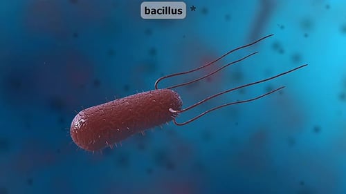 3D Animation of a Bacillus Bacteria Microorganism with Fluid Movement