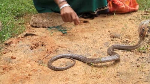 Breathtaking And Beautiful View Of Snake