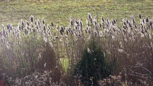Pampas Grass (Cortaderia selloana) sways in a variable breeze.