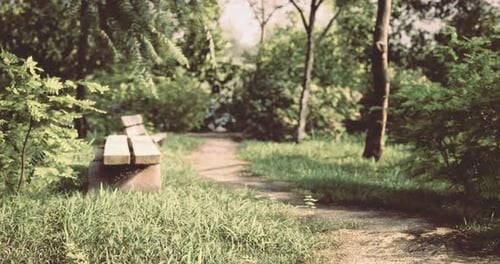 Serene Pathway Through Lush Greenery with Wooden Bench in a Peaceful Park