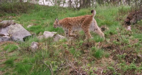 Focused Young European Lynx Running in the Forest a Summer Evening