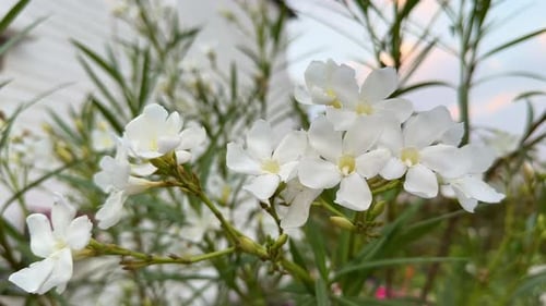 Delicate White Flowers in a Botanical Setting