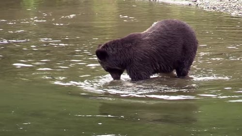 Grizzly bear calmly walking in river finds dead salmon but doesn’t eat it