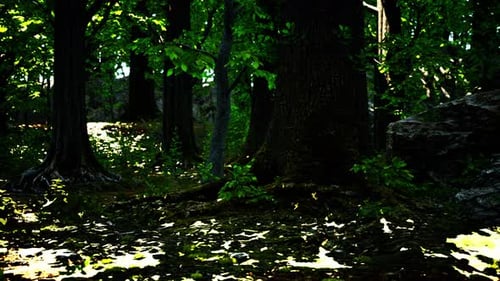 Large and Long Tree Roots with Moss