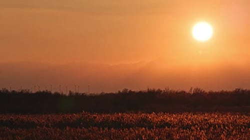 Panning view of the golden sun over field of reeds in Utah