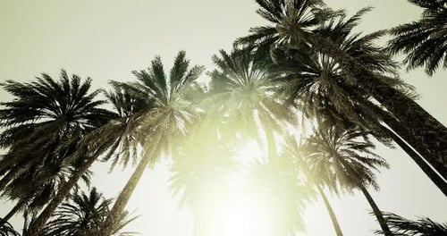 Palm Trees Swaying with Bright Sun Flare