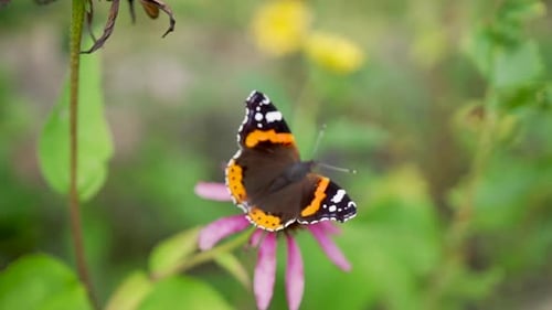 Black and orange butterfly close-up red fluttering flower with green nature backdrop.