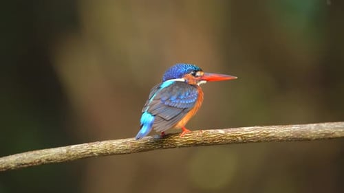 Adorable Close up Blue-eared kingfisher bird perching on the tree branch. Side view