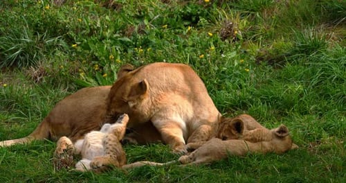 African Lion, panthera leo, Female and Cub, Real Time 4K