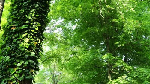 Natur Wald
