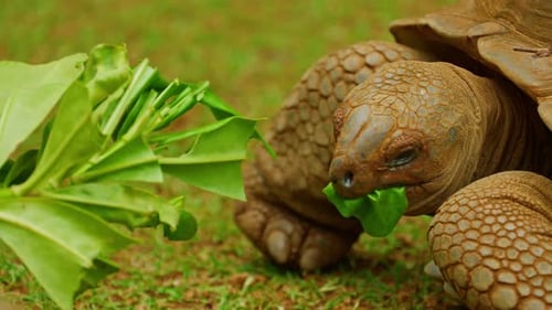 Giant Tortoises Eat Grass an Endangered Species Mauritius Island