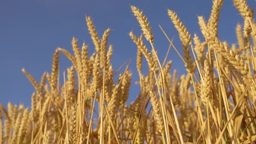 Close Up Wheat Ears on Light Wind at Sunny Day Golden Barley Field on Blue Sky Background at Summer