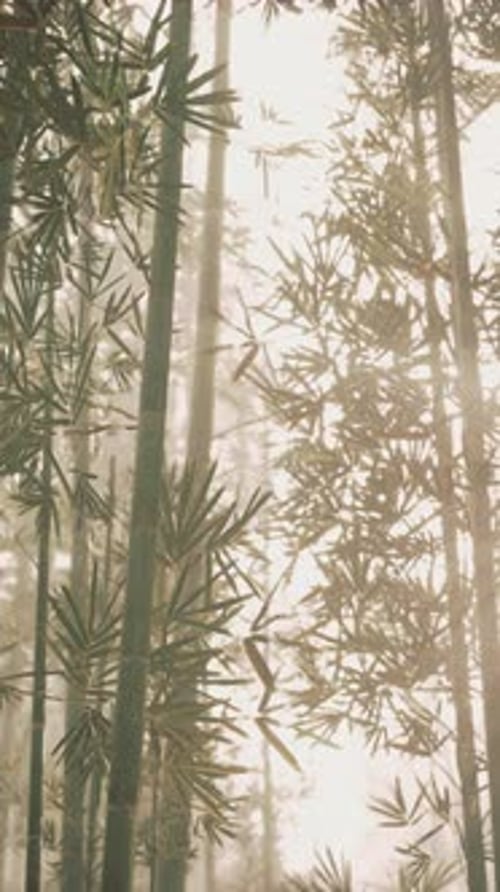 Sunlight Filters Through Trees in Bamboo Forest Vertical