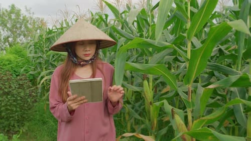 asiatic farmer bio engineer checking the corn production in agricultural farm