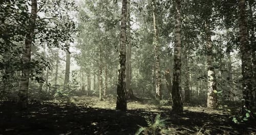 Lush Forest with Birch Trees Illuminated By Soft Sunlight in the Morning