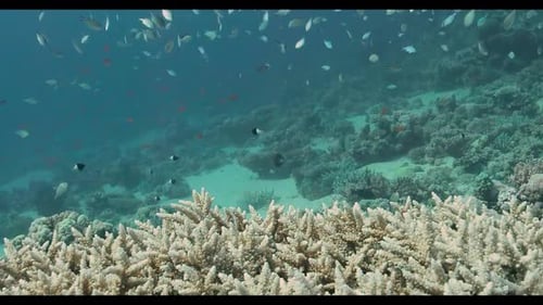 4K Fischschwarm