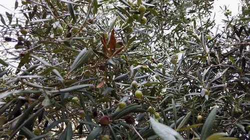 Green Olives in Tree Branches, Low Angle Close Up Detail Shot