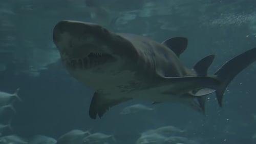 Close-up underwater view of a shark with its mouth slightly open.