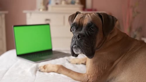 Lindo perro acostado boca abajo sobre una cómoda cama mientras mira a la cámara con pantalla Chromakey verde en blanco