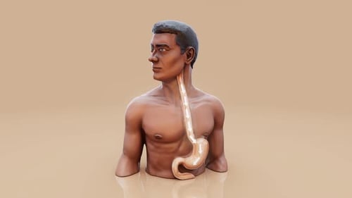 Conceptual 3D animation of a man showing stomach anatomy