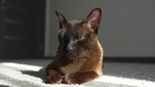 Aufnahme einer jungen Hauskatze. Nahaufnahme Porträt einer im Sonnenlicht liegenden Katze