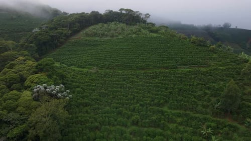 Coffee Plantation in Brazil Arial View