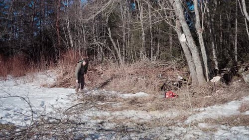 The Man is Dragging the Stack of Kindling to the Edge of the Forest in Indre Fosen, Trondelag County