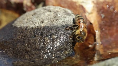 Honey bee hangs on wet rock and drinks water