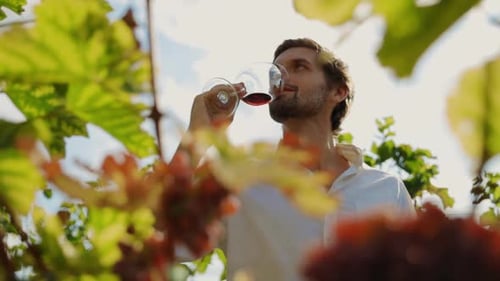 Young Handsome Vintner Tasting Red Wine with Enjoyment Staying in Wonderful Valley of Grape Vines